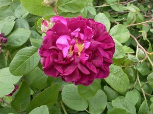 Rosa (R) 'Hansa' geen maat specificatie cont. 2,0L