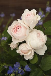 Rosa (T) Herzogin Christiana® 90 cm stam wortelgoed - afbeelding 1