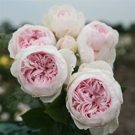 Rosa (T) Herzogin Christiana® 90 cm stam wortelgoed - afbeelding 2