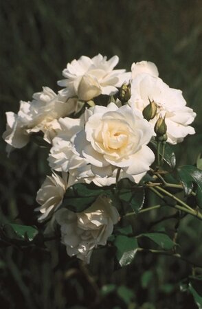 Rosa (F) 'Iceberg' wit 110 cm stam wortelgoed - afbeelding 2