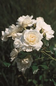 Rosa (F) 'Iceberg' wit 110 cm stam wortelgoed - afbeelding 2