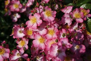 Rosa 'Juanita' wortelgoed A kwaliteit - afbeelding 1