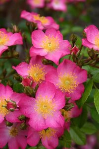 Rosa 'Juanita' wortelgoed A kwaliteit - afbeelding 2