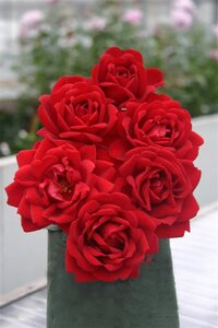 Rosa (F) Jugendliebe 90 cm stam wortelgoed - afbeelding 2