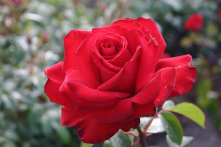 Rosa (F) Jugendliebe wortelgoed A kwaliteit - afbeelding 1