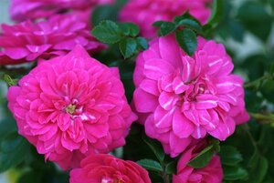 Rosa (H) Knirps 60 cm stam wortelgoed