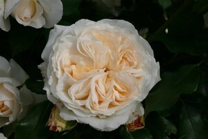 Rosa (F) 'Kosmos' wortelgoed A kwaliteit - afbeelding 1