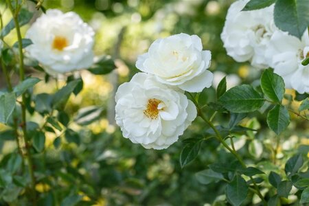 Rosa (F) 'Kristall' wortelgoed A kwaliteit