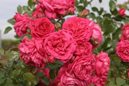 Rosa (K) Laguna wortelgoed A kwaliteit - afbeelding 2