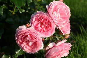 Rosa (T) Leonardo da Vinci 110 cm stam wortelgoed