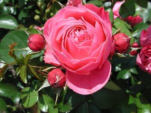Rosa (T) Leonardo da Vinci 90 cm stam wortelgoed - afbeelding 2
