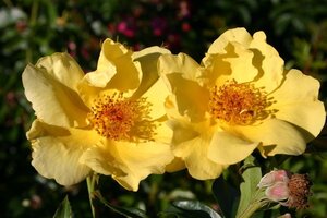 Rosa (F) Lemon Fizz 60 cm stam wortelgoed