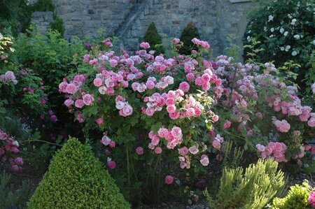 Rosa (H) 'Louise Odier' geen maat specificatie wortelgoed - afbeelding 1