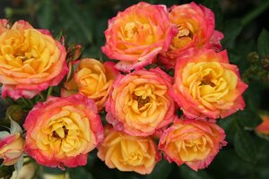Rosa (F) Little Sunset® 60 cm stam wortelgoed