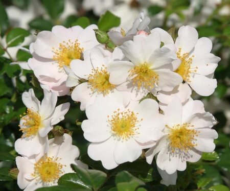Rosa (F) Medeo wortelgoed A kwaliteit