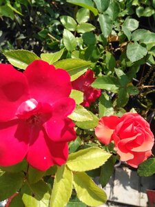 Rosa (F) 'Melrose' roze geen maat specificatie container
