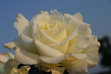 Rosa (T) Memoire wortelgoed A kwaliteit - afbeelding 1