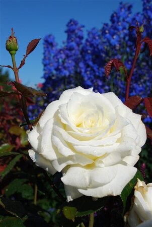 Rosa (T) Memoire wortelgoed A kwaliteit - afbeelding 2