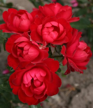 Rosa (F) Milano wortelgoed A kwaliteit
