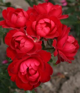 Rosa (F) Milano wortelgoed A kwaliteit