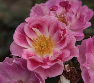 Rosa 'Monia' geen maat specificatie cont. 2,0L