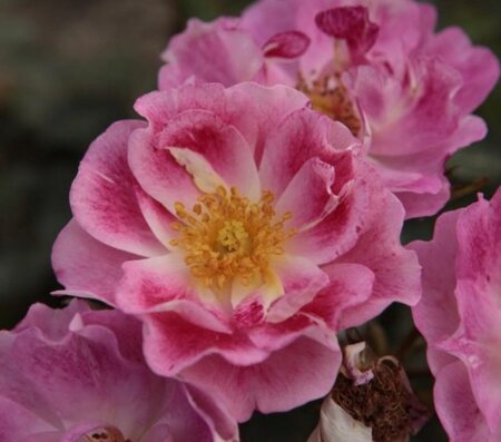Rosa 'Monia' geen maat specificatie wortelgoed