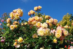 Rosa (H) 'Moonlight' wortelgoed A kwaliteit