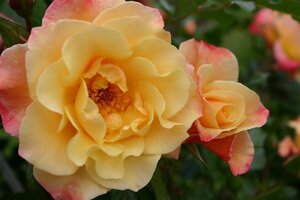Rosa (H) 'Moonlight' wortelgoed A kwaliteit - afbeelding 3