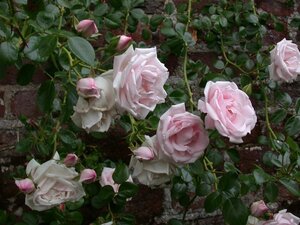 Rosa (K) 'New Dawn' wortelgoed A kwaliteit