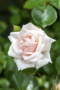 Rosa (K) 'New Dawn' wortelgoed A kwaliteit - afbeelding 2