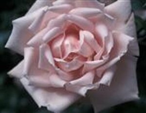 Rosa (K) 'New Dawn' wortelgoed A kwaliteit - afbeelding 3