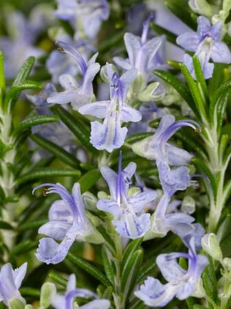 Rosmarinus off. 'Capri' geen maat specificatie 0,55L/P9cm