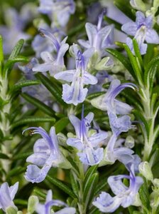 Rosmarinus off. 'Capri' geen maat specificatie 0,55L/P9cm