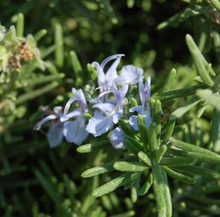 Rosmarinus off. 'Prostratus' geen maat specificatie 0,55L/P9cm - afbeelding 3