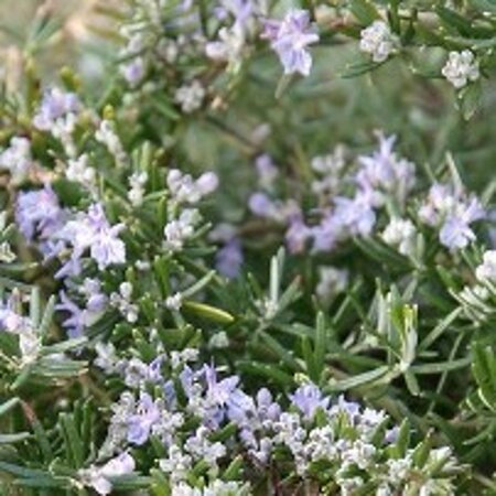 Rosmarinus off. 'Prostratus' geen maat specificatie 0,55L/P9cm - afbeelding 4