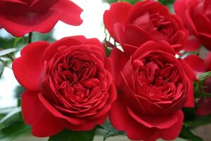 Rosa (F) Out of Rosenheim 90 cm stam wortelgoed