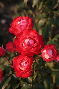 Rosa (F) Planten un Blomen wortelgoed A kwaliteit - afbeelding 2