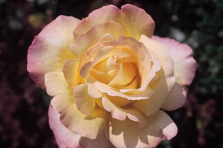 Rosa (T) 'Peace' LICHTGEEL/ROZE geen maat specificatie wortelgoed - afbeelding 1