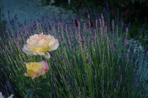 Rosa (T) 'Peace' LICHTGEEL/ROZE geen maat specificatie wortelgoed - afbeelding 3