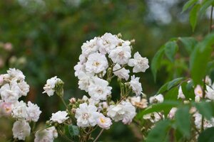 Rosa (RA) 'Paul's Himalayan Musk' 80-100 cm cont. 4,0L