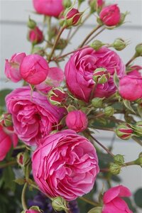 Rosa (H) Pomponella 90 cm stam wortelgoed