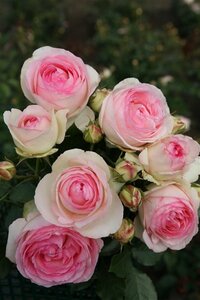 Rosa (T) Eden Rose 85®  'Pierre de Ronsard®' geen maat specificatie container