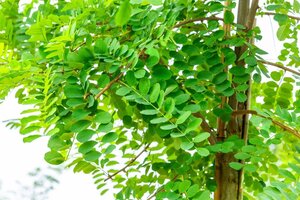 Robinia pseudoacacia 100-125 cm wortelgoed 2-jarig verplante zaailin