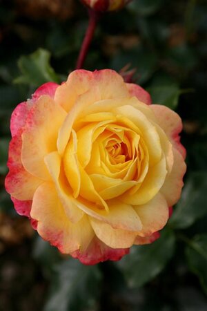 Rosa (F) Rose der Hoffnung wortelgoed A kwaliteit - afbeelding 1