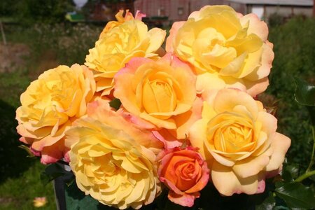 Rosa (F) Rose der Hoffnung wortelgoed A kwaliteit - afbeelding 2