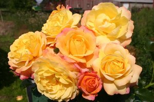 Rosa (F) Rose der Hoffnung wortelgoed A kwaliteit - afbeelding 2