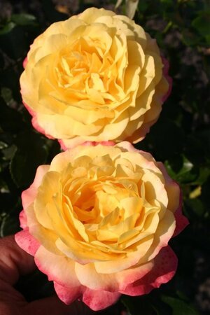 Rosa (F) Rose der Hoffnung wortelgoed A kwaliteit - afbeelding 3