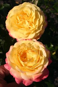 Rosa (F) Rose der Hoffnung wortelgoed A kwaliteit - afbeelding 3