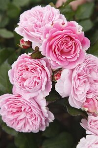 Rosa (F) Rosengräfin M. Henriette 90 cm stam wortelgoed