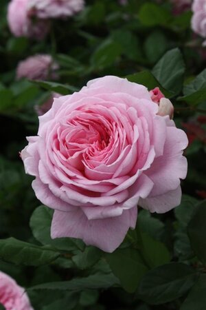 Rosa (F) Rosengräfin M. Henriette 90 cm stam wortelgoed - afbeelding 2